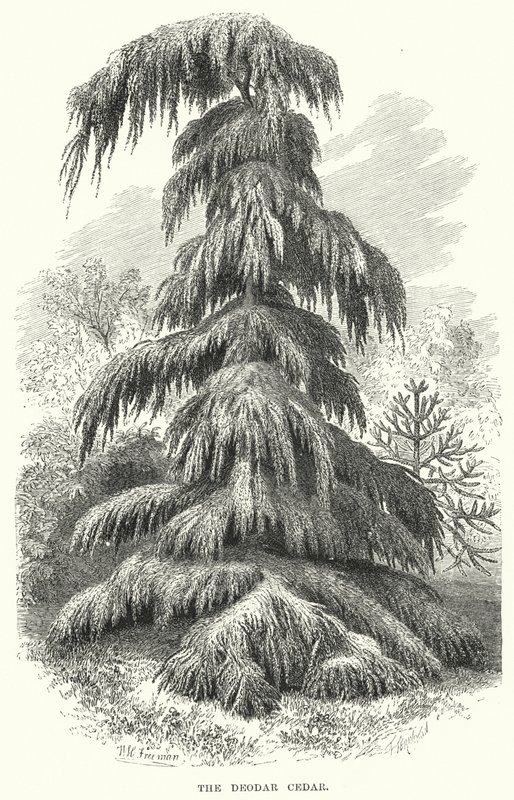 El Cedro Deodar (grabado) de English School