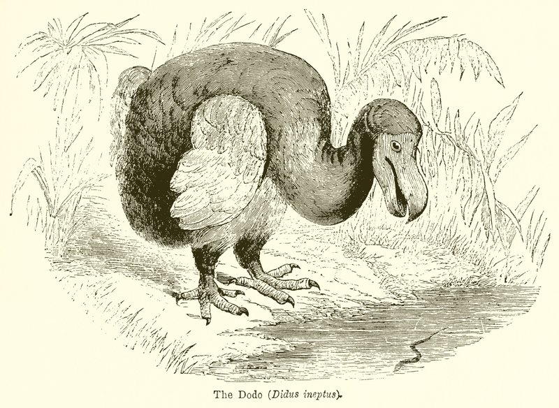 El dodo (Didus Ineptus) de English School