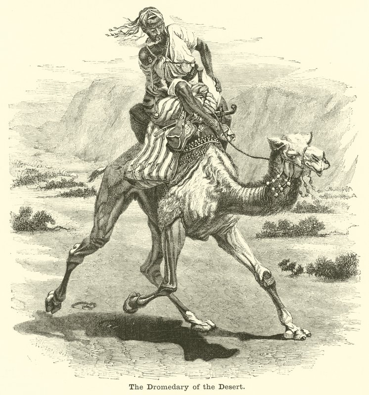 El dromedario del desierto de English School