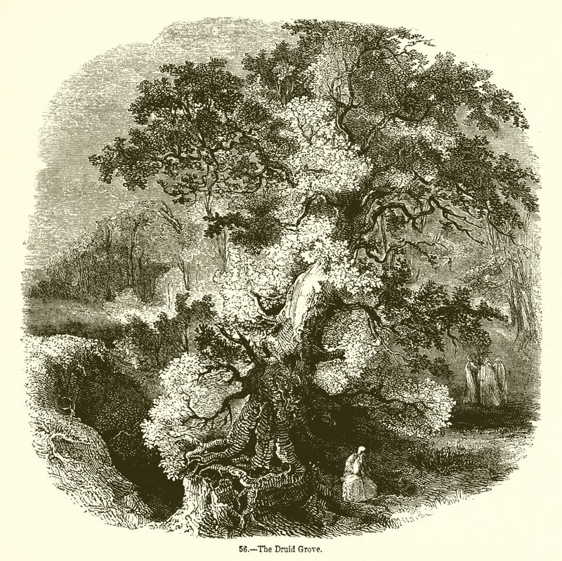 El Bosque de los Druidas de English School