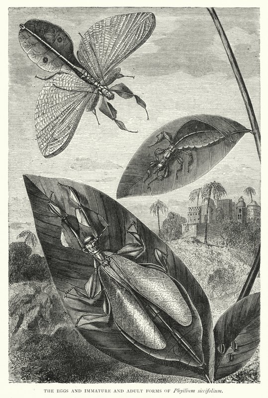 Los huevos y las formas inmaduras y adultas de Phyllium siccifolium (grabado) de English School