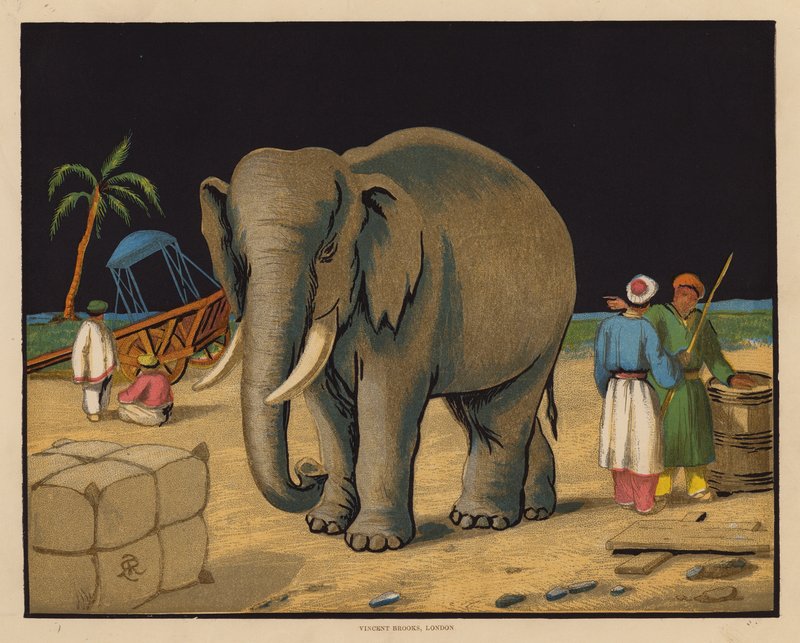 El elefante (litografía en color) de English School