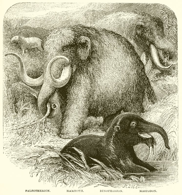 El Elefante de English School