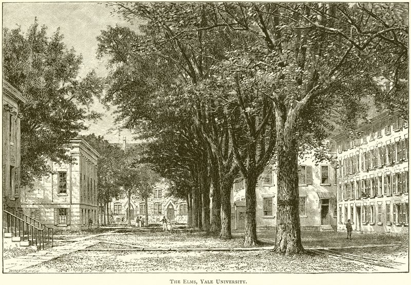 Los olmos, Universidad de Yale de English School