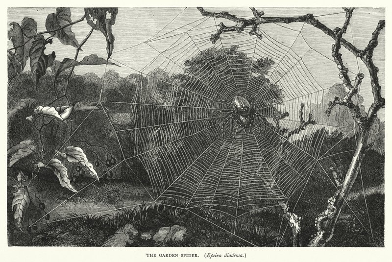 La araña de jardín, Epeira diadema (grabado) de English School