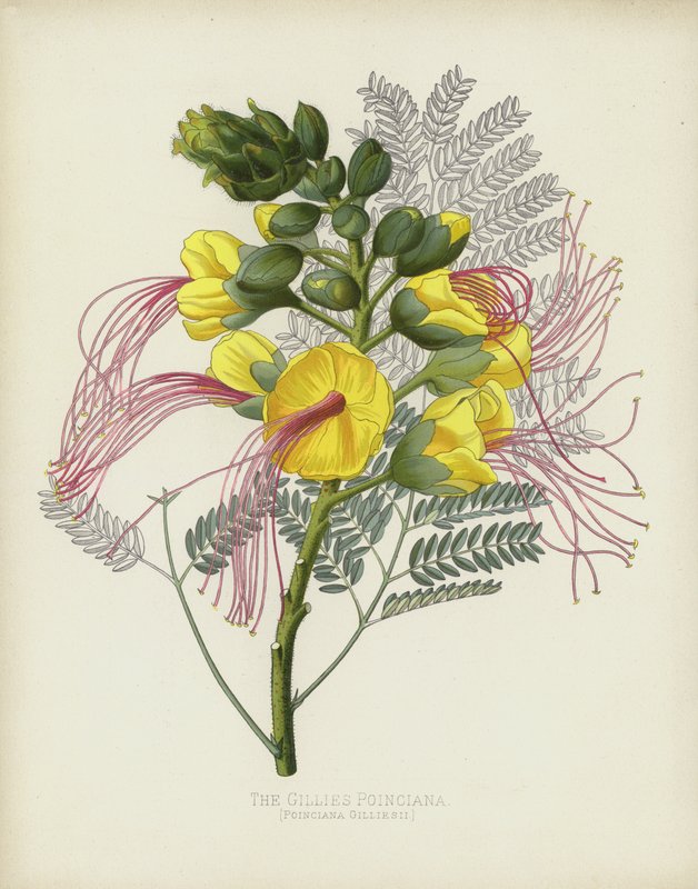 La Poinciana de Gillies, Poinciana Gilliesii de English School