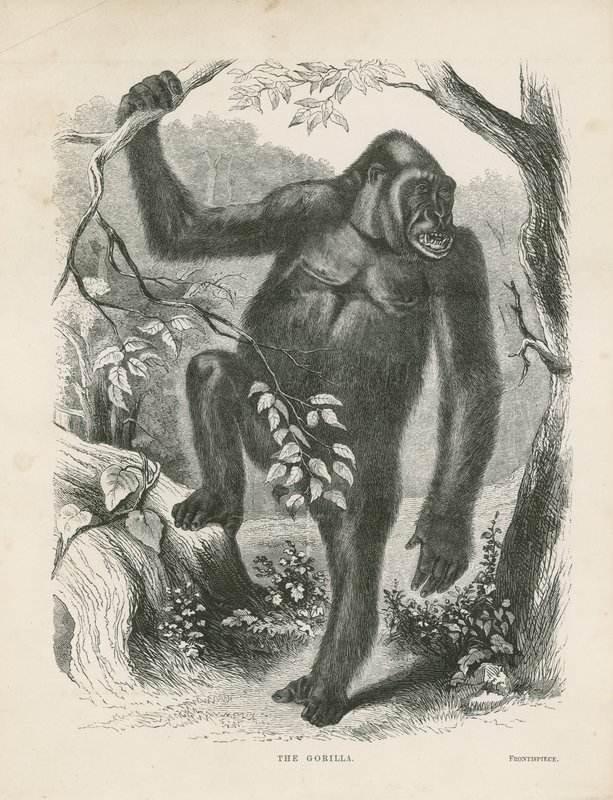 El gorila, frontispicio de Exploraciones y Aventuras en África Ecuatorial por Paul B du Chaillu de English School