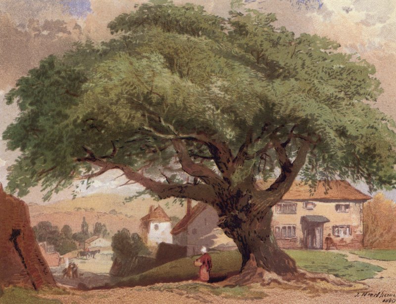 The Great Ash, escena en Surrey (litografia en color) de English School