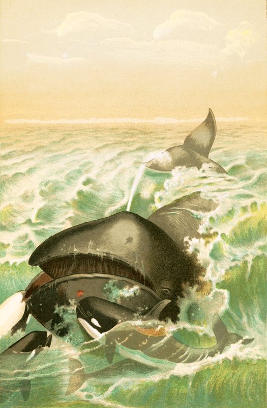 La ballena de Groenlandia de English School