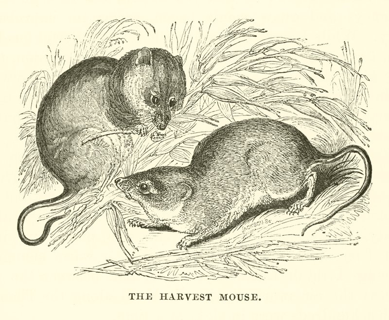 El ratón de campo (grabado) de English School