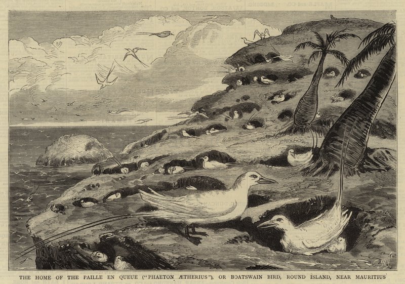 El hogar de la Paille en Queue ("Phaeton Aetherius"), o Pájaro Contramaestre, Isla Redonda, cerca de Mauricio (grabado) de English School
