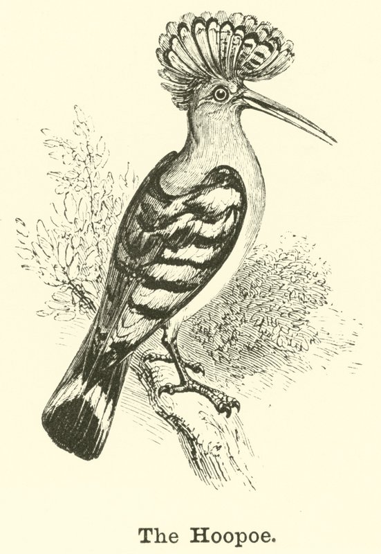 La abubilla de English School