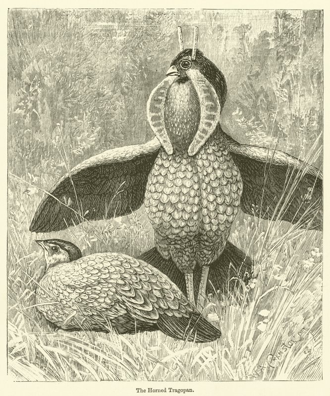 El Tragopan cornudo (grabado) de English School