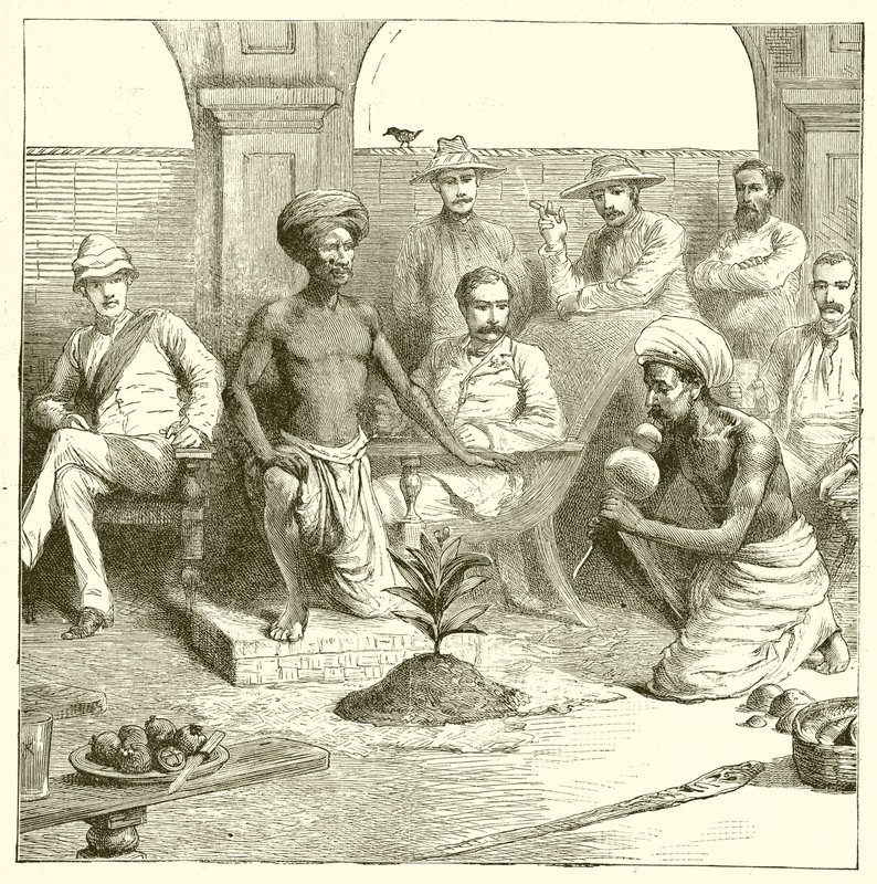 El truco de la planta india de English School