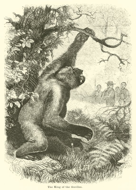 El rey de los gorilas de English School