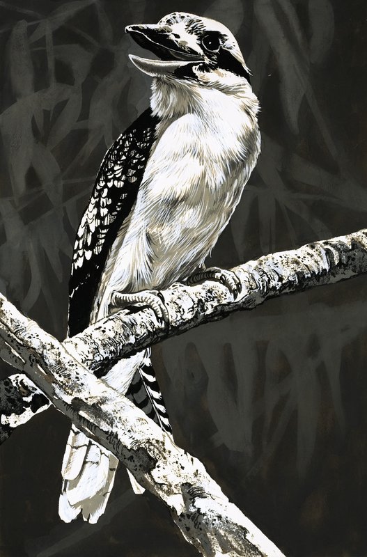 El kookaburra de English School