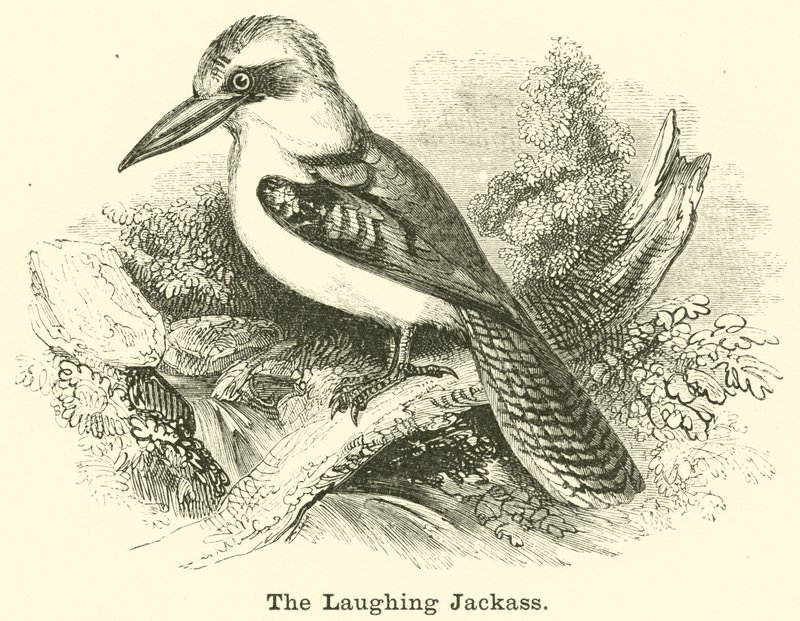 El kookaburra risueño de English School