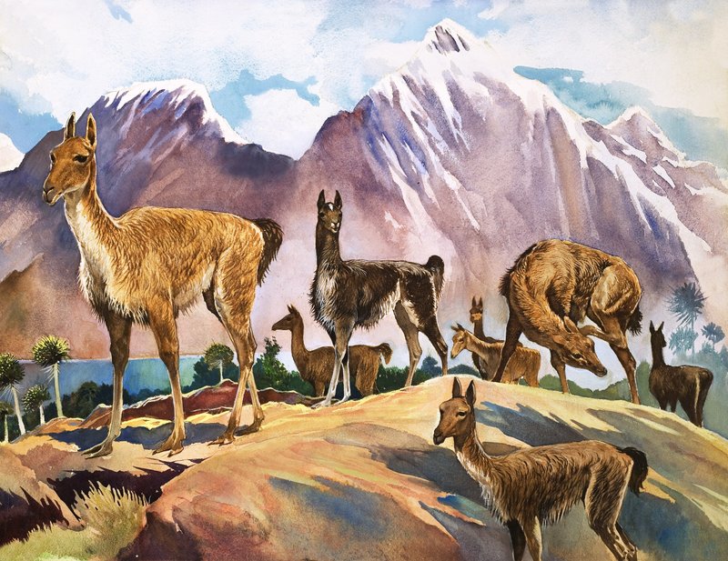 La llama, ilustración de "Maravillas de la naturaleza". de English School