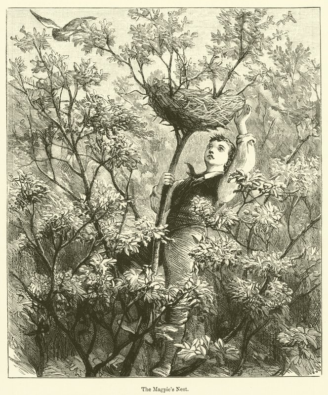 El nido de la urraca (grabado) de English School