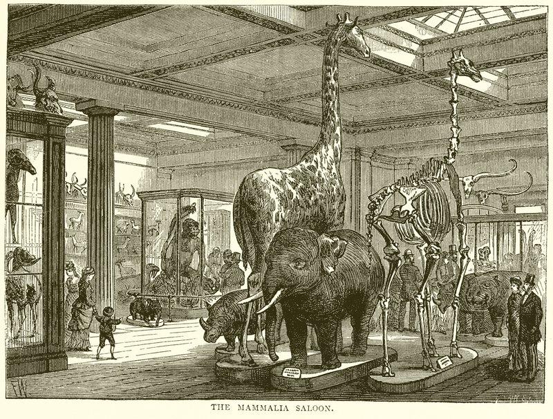 El Salón de los Mamíferos de English School