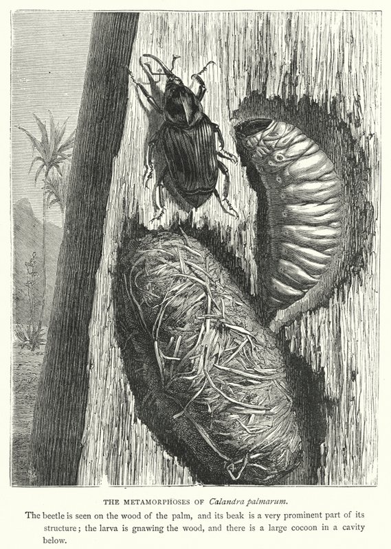 Las metamorfosis de Calandra palmarum (grabado) de English School