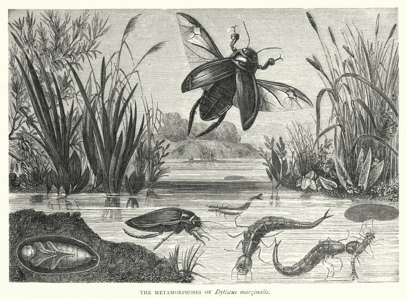 Las metamorfosis de Dytiscus marginalis de English School