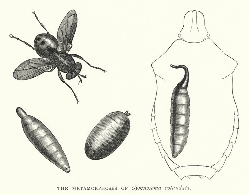 Las metamorfosis de Gymnosoma rotundata de English School
