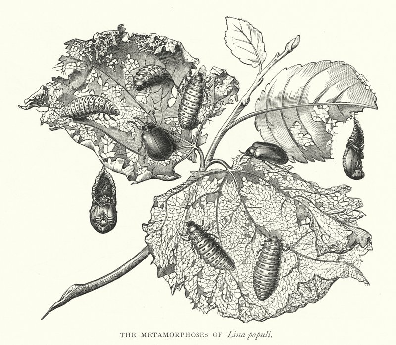 Las metamorfosis de Lina populi de English School