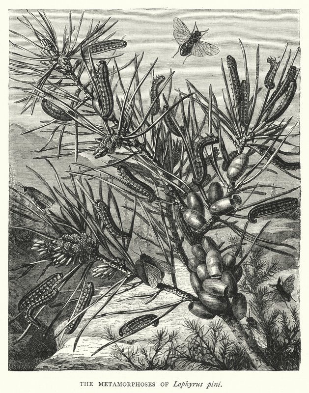 Las metamorfosis de Lophyrus pini (grabado) de English School