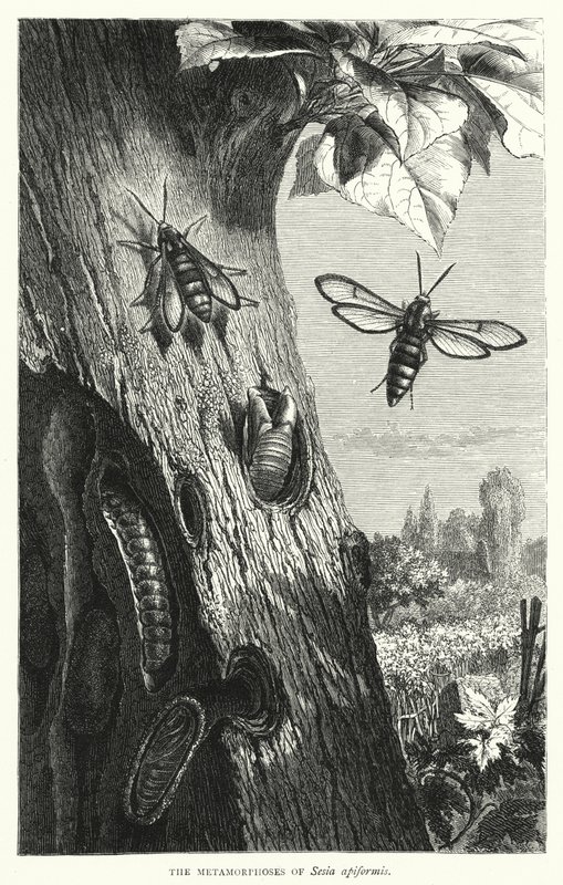 Las metamorfosis de Sesia apiformis de English School