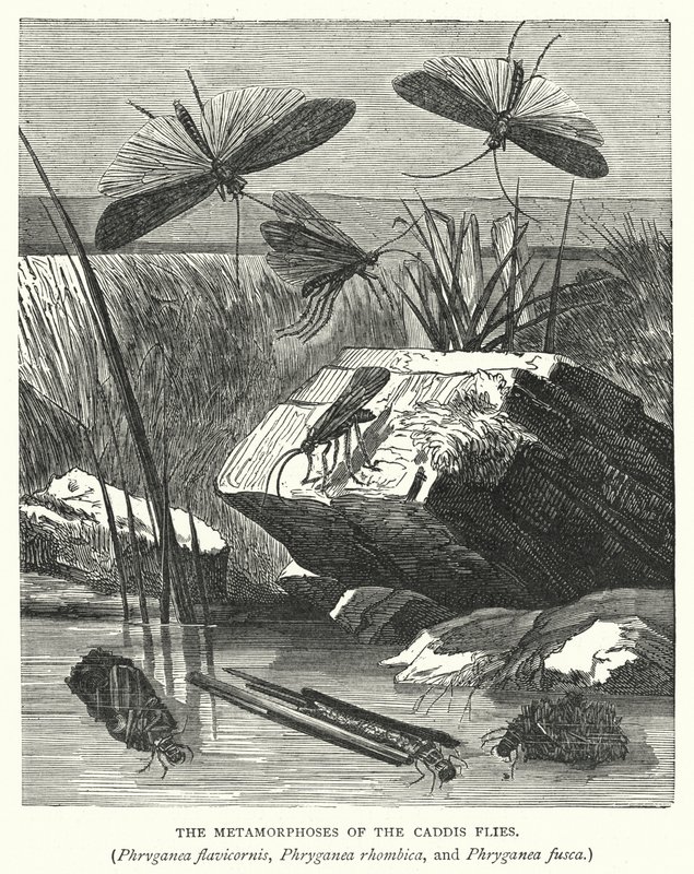 Las metamorfosis de las moscas caddis, Phryganea flavicornis, Phryganea rhombica y Phryganea fusca (grabado) de English School