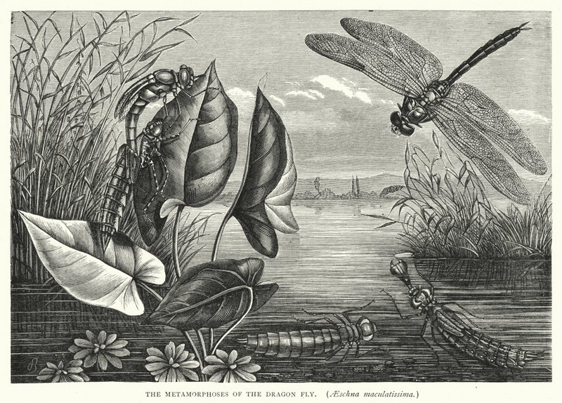 Las metamorfosis de la mosca dragón, Aeschna maculatissima (grabado) de English School