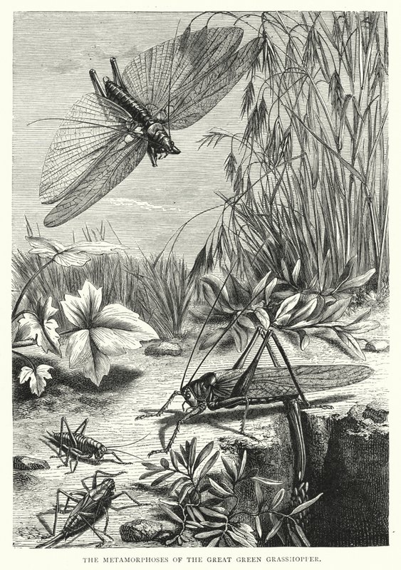Las metamorfosis del gran saltamontes verde (grabado) de English School