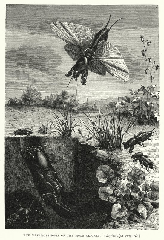 Las metamorfosis del grillo topo, Gryllotalpa vulgaris (grabado) de English School