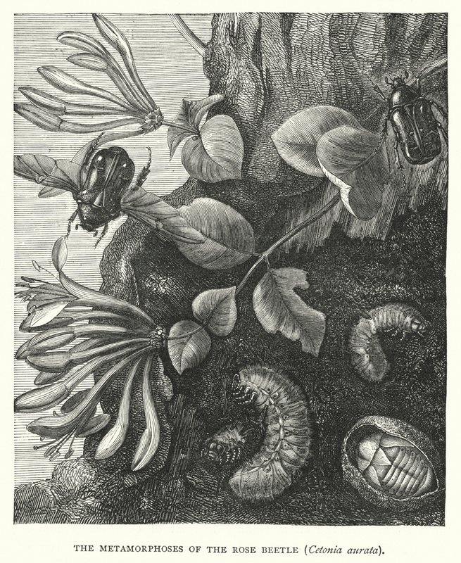 Las metamorfosis del escarabajo rosado, Cetonia aurata (grabado) de English School