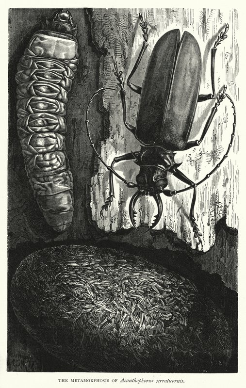 La metamorfosis de Acanthophorus serraticornis (grabado) de English School