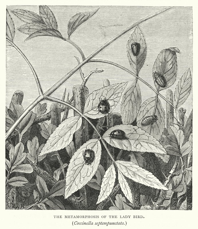 La metamorfosis de la mariquita, Coccinella septempunctata (grabado) de English School