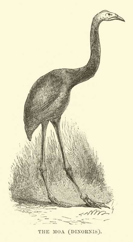 El Moa, Dinornis de English School
