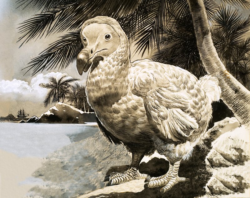 El pájaro misterioso de Mauricio (El Dodo) de English School