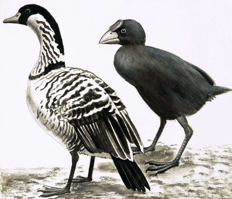 El Ne-Ne o Ganso Hawaiano y el pájaro Takahe de English School