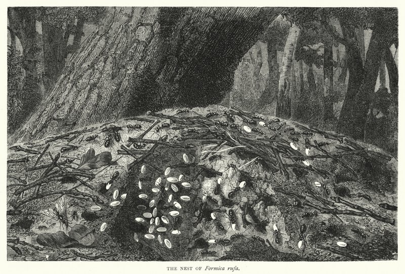 El nido de Formica rufa (grabado) de English School