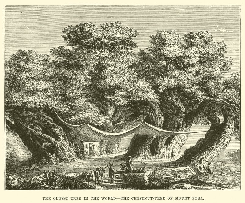 El Árbol más Viejo del Mundo, el Castaño del Monte Etna de English School