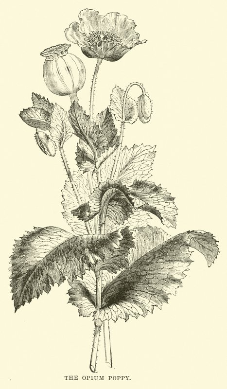 La amapola del opio de English School