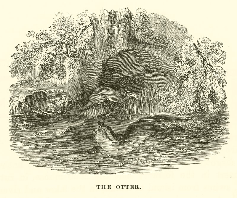 La nutria (grabado) de English School