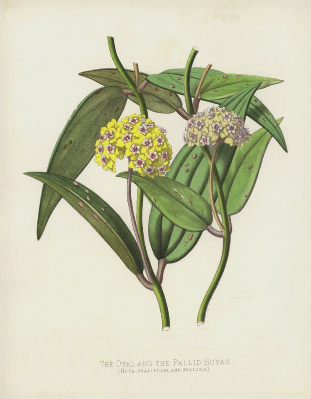 Las Hoyas ovaladas y pálidas, Hoya Ovalifolia y Pallida de English School