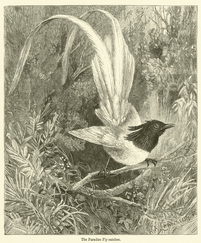 El papamoscas del paraíso (grabado) de English School