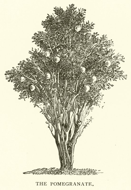 La Granada de English School
