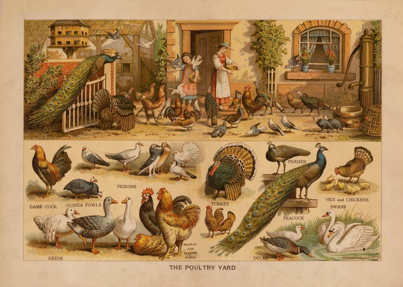 The Poultry Yard (litografía en color) de English School