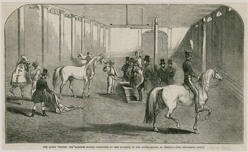 La Reina viendo los caballos árabes presentados a Su Majestad, en la casa de equitación en Pimlico de English School