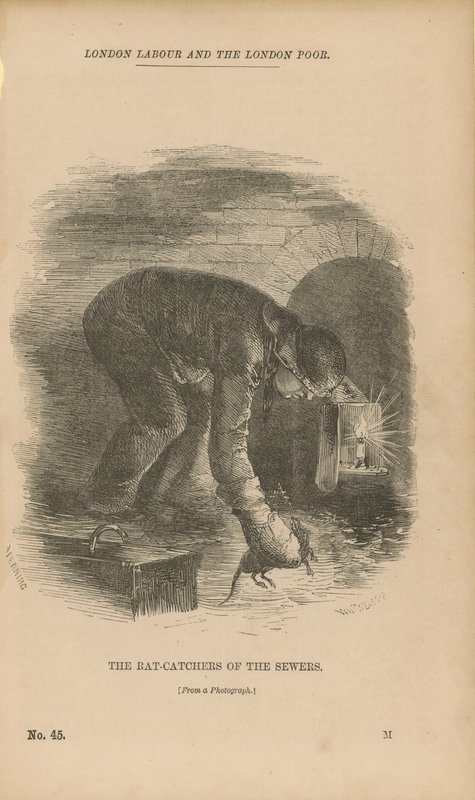 Los cazadores de ratas de las alcantarillas de English School